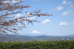 富士山と桜