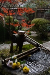 小菊の半身浴