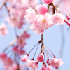 枝垂桜