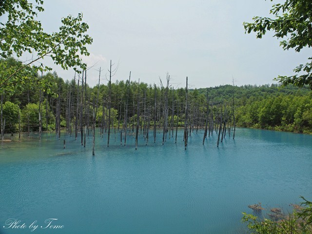 美瑛町青い池 2012