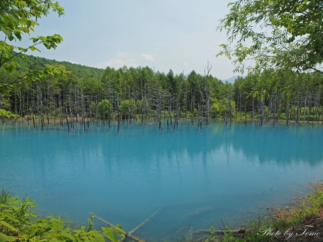 美瑛町青い池 2012