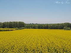 滝川市・菜の花畑 2012