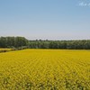滝川市・菜の花畑 2012