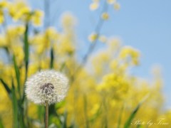 滝川市・菜の花畑 2012