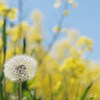 滝川市・菜の花畑 2012