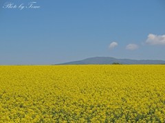 滝川市・菜の花畑 2012