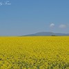 滝川市・菜の花畑 2012