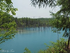 美瑛町青い池 2012