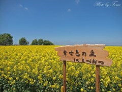 滝川市・菜の花畑 2012