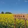 滝川市・菜の花畑 2012