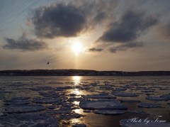 網走流氷の旅 2012