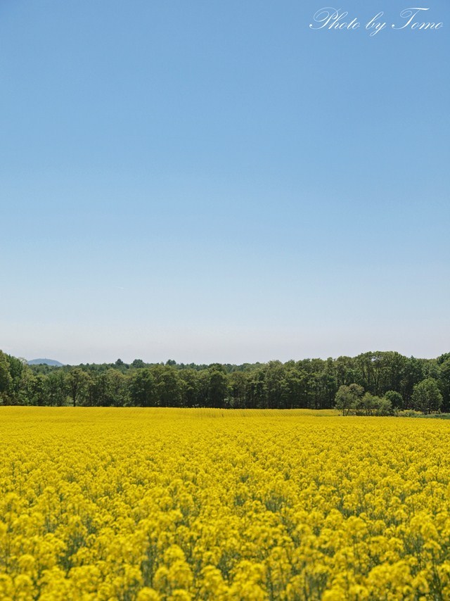 滝川市・菜の花畑 2012