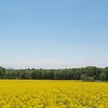 滝川市・菜の花畑 2012
