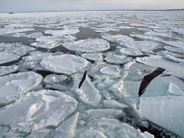 網走流氷の旅 2012