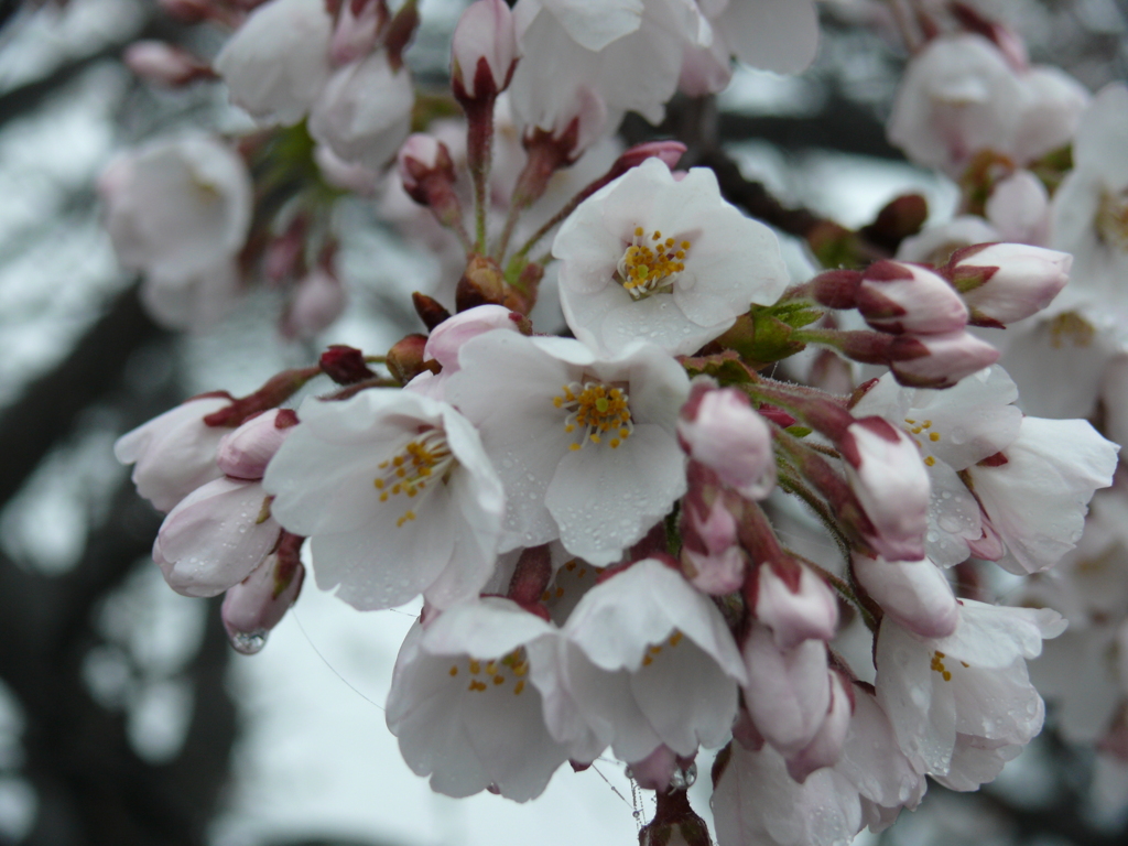 八ヶ岳の桜
