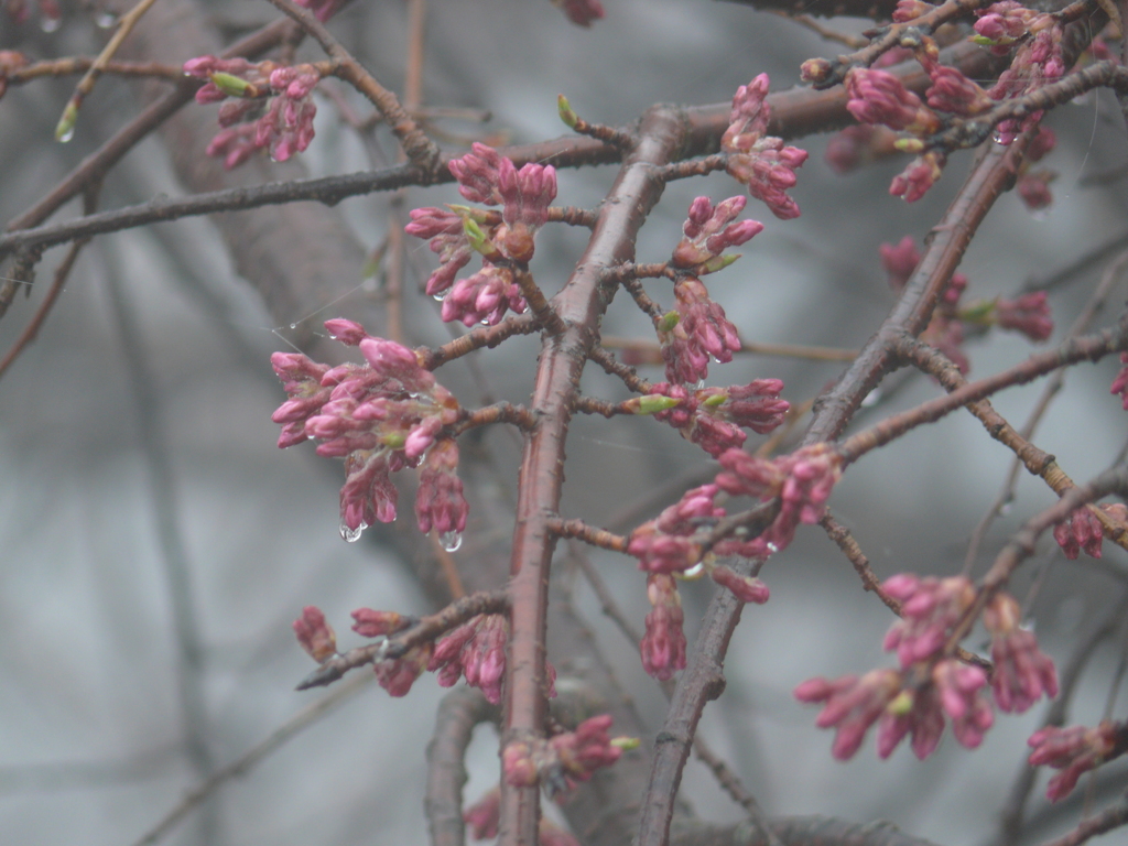 高森観音堂しだれ桜２