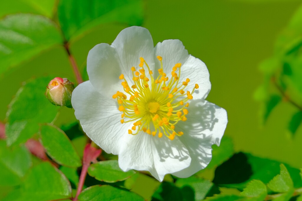 散歩の途中で。Ⅵ