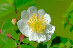 散歩の途中で。Ⅵ