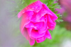 散歩の途中で。③