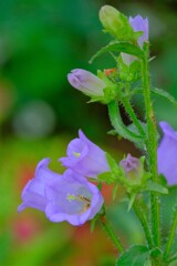 散歩の途中で。⑦