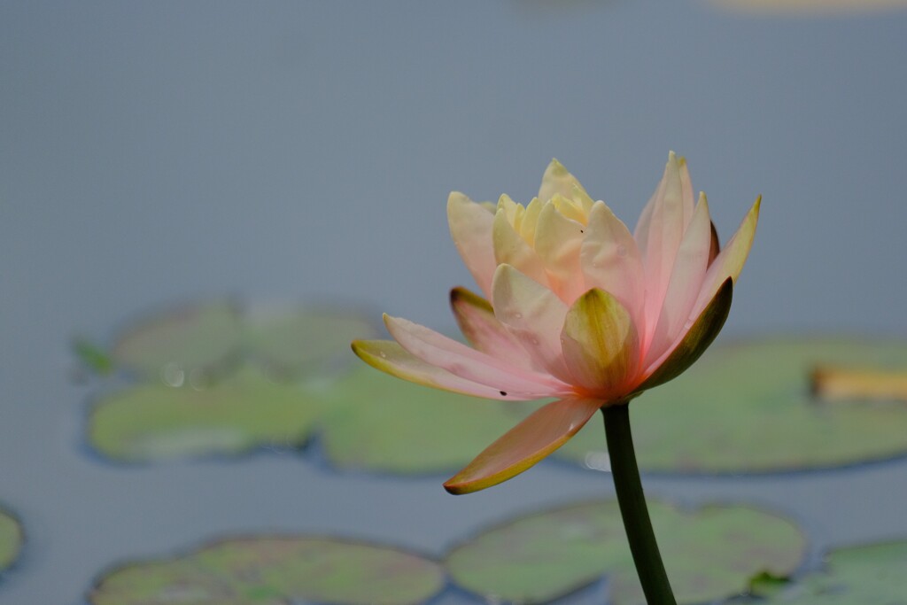 散歩の途中で。