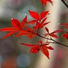 紅葉-２