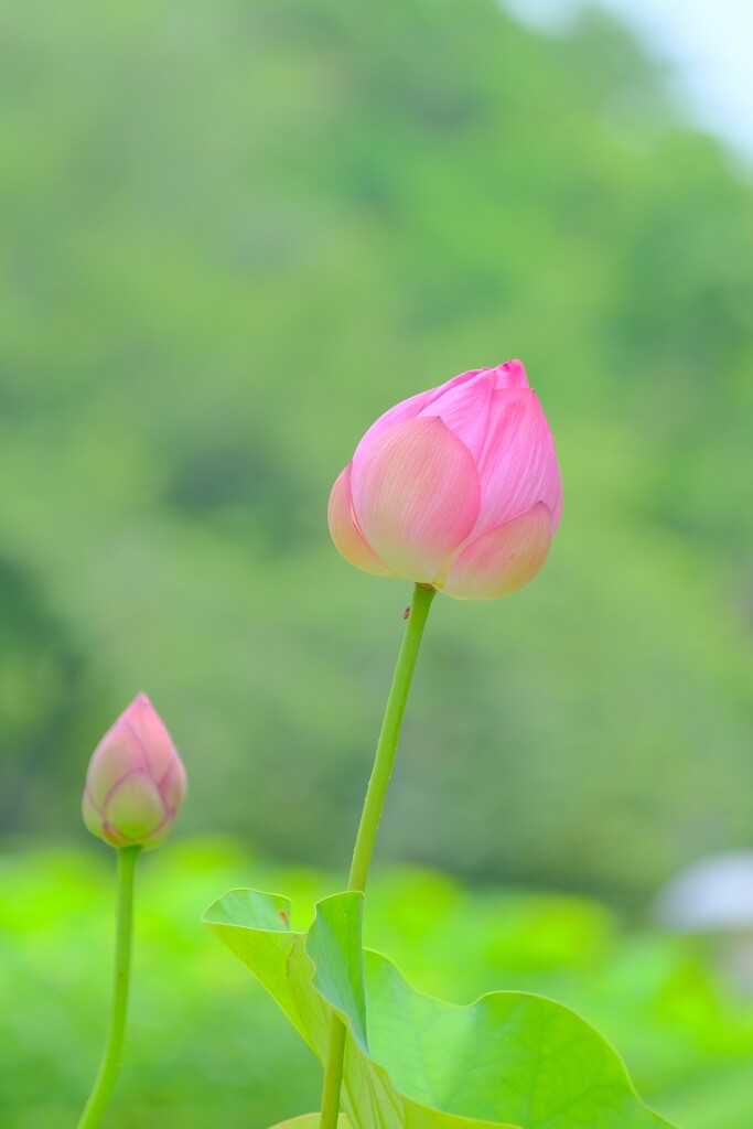 散歩の途中で。