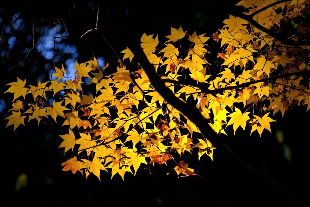 散歩の途中で。③