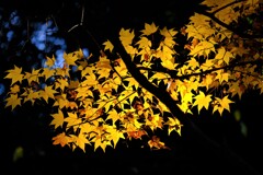 散歩の途中で。③