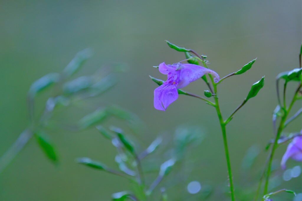 散歩の途中で。④