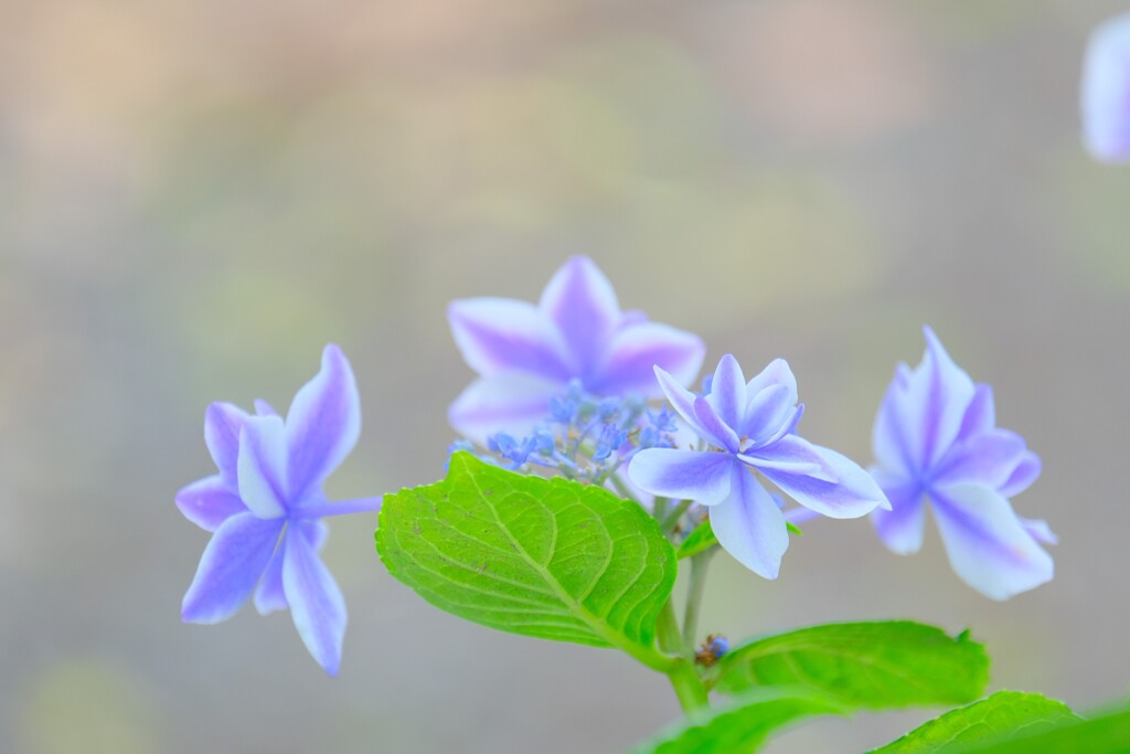 散歩の途中で。