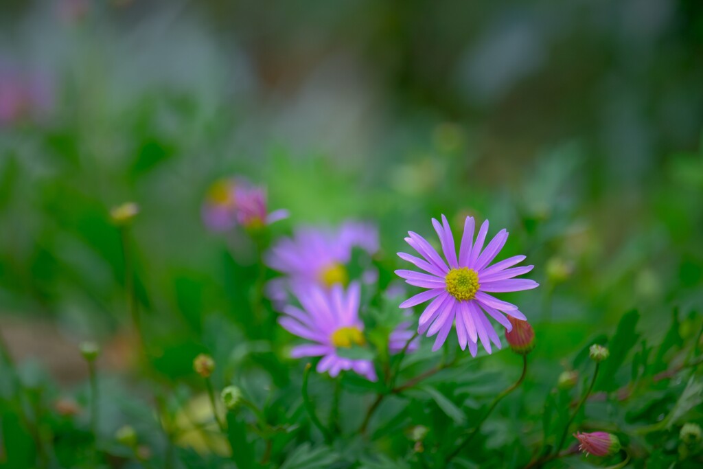 散歩の途中で。８