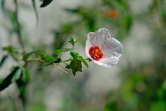 散歩の途中で。Ⅶ