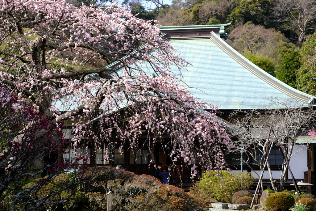 枝垂れ梅