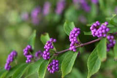 ムラサキシキブ