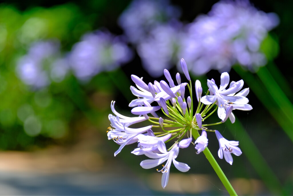 散歩の途中で。Ⅹ