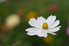 コスモス（２）