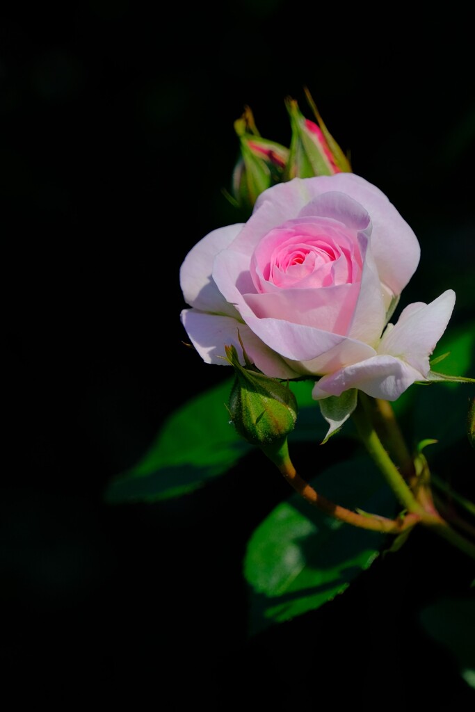 散歩の途中で。Ⅸ