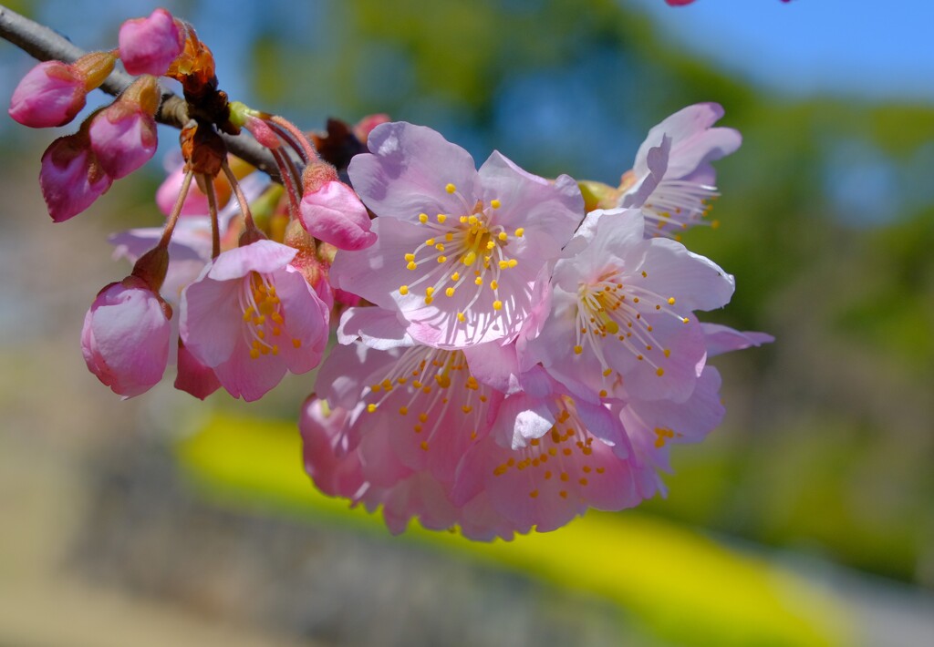 桜（春メキ）
