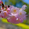 桜（春メキ）