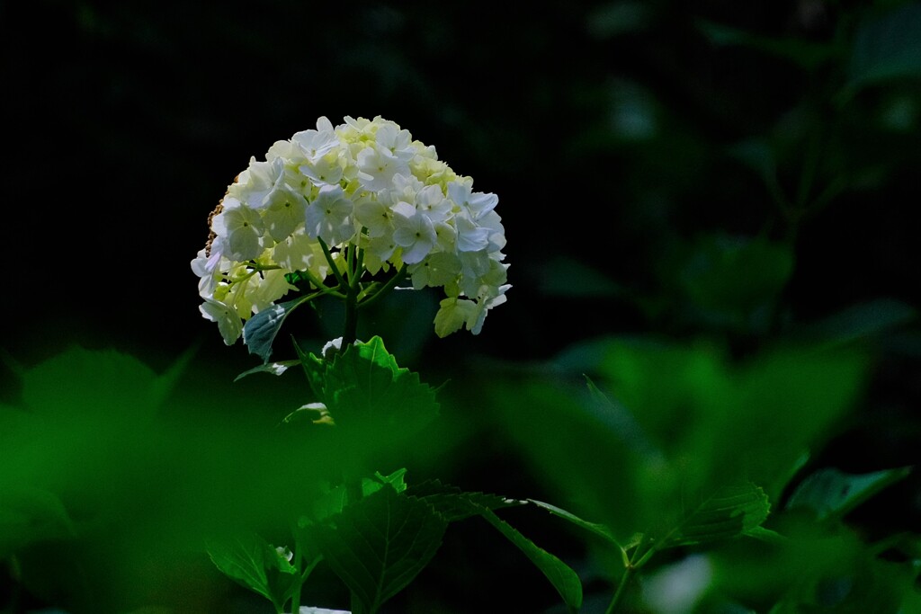 散歩の途中で。10