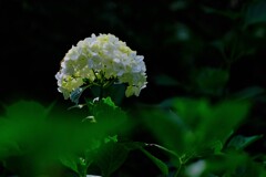 散歩の途中で。10