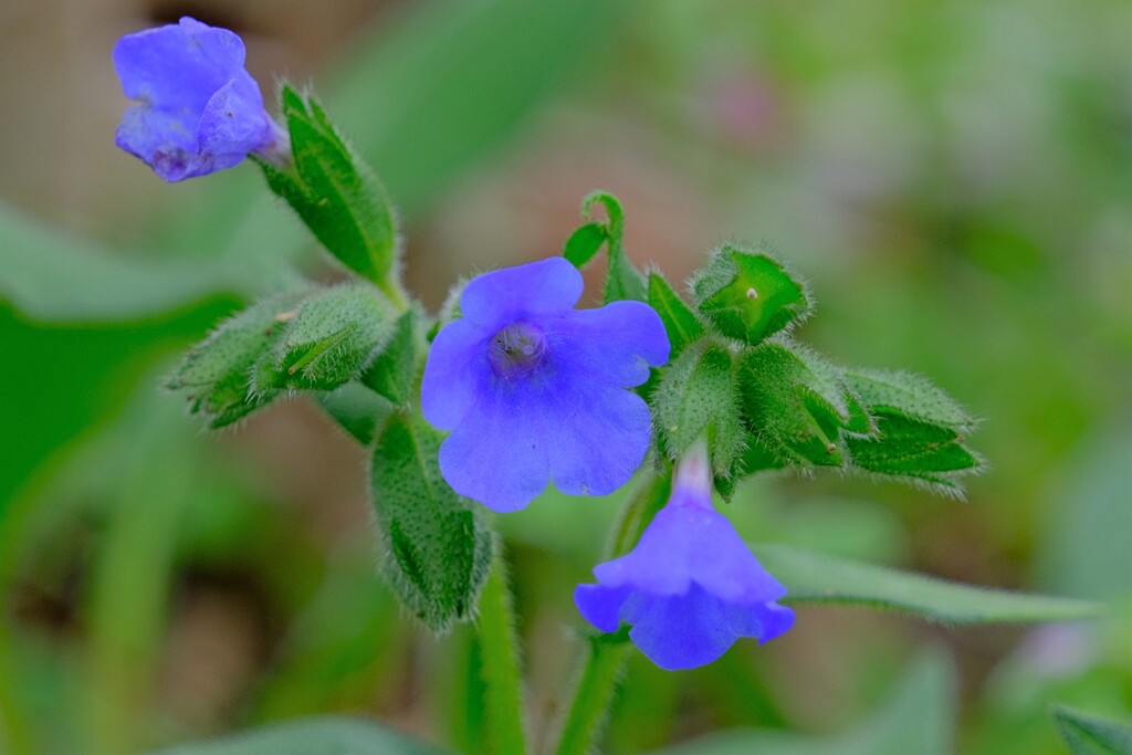 散歩の途中で。9