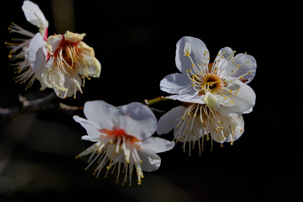 散歩の途中で。5