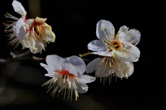 散歩の途中で。5