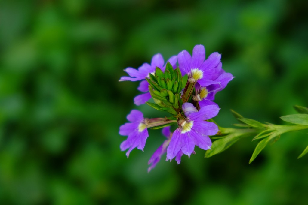 DSCF6886