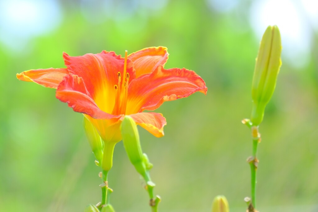 散歩の途中で。