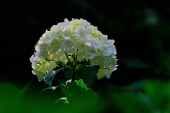 散歩の途中で。Ⅴ