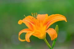 散歩の途中で。1