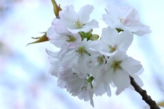 さくら